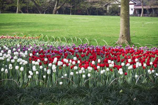 Multi-colored tulips — Stock Photo, Image