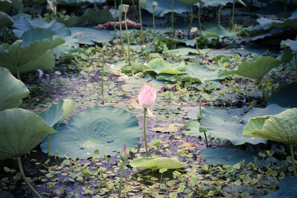 Lotus bloom in summer — Stock Photo, Image