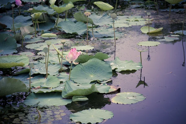 Lotus blomma i sommar — Stockfoto