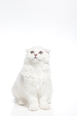 Beyaz arka plandaki kedi
