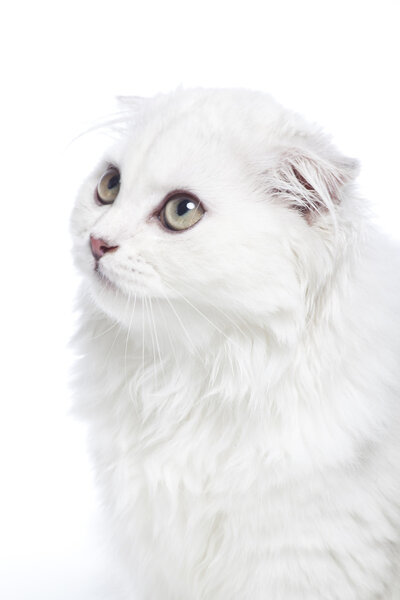 Cat on a white background