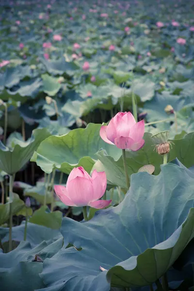 Florescer de lótus no verão — Fotografia de Stock