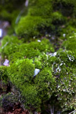 Yosun ve çimlerle kaplı bir yer.