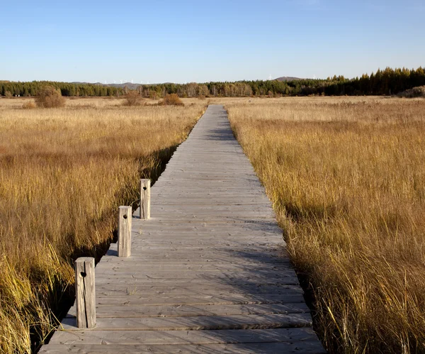 Wooden footbridge across the wetland against a blue sky at autum — Stock Photo, Image