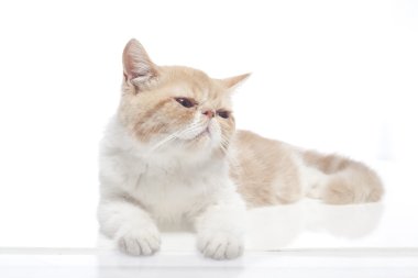 Beyaz arka plandaki kedi