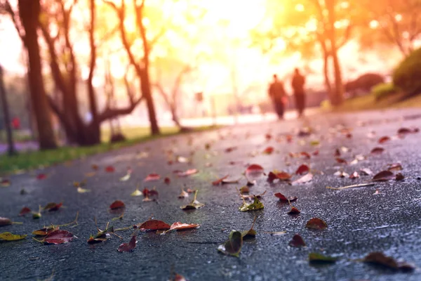 Asphalt road and deciduous — Stock Photo, Image