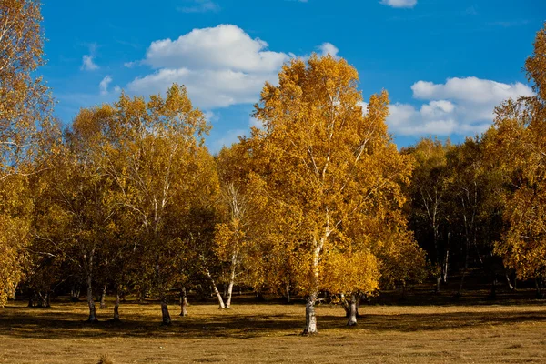 Baum — Stockfoto