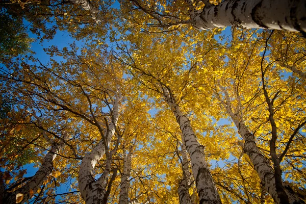 Árbol — Foto de Stock