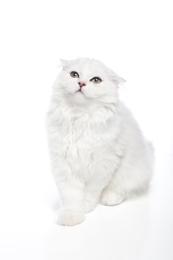 kedi kaplama