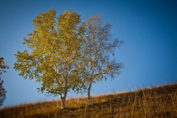 Poplar autumn — Stock Photo, Image
