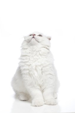 Beyaz arka plandaki kedi