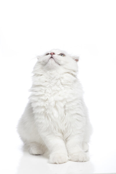 Cat on a white background