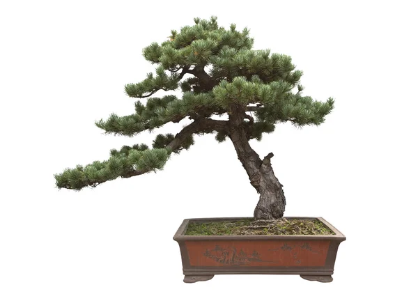 Bonsai albero isolato su bianco, pino bonsai — Foto Stock