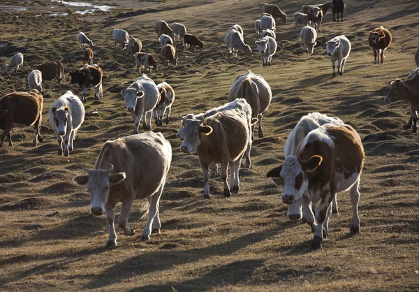 Rinder auf Gras — Stockfoto