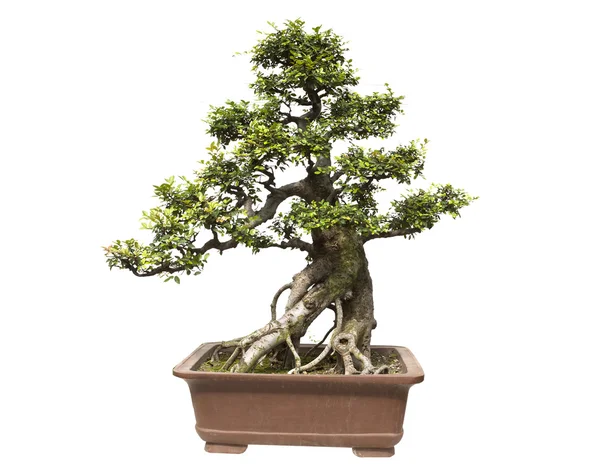Albero bonsai isolato su olmo bianco in miniatura — Foto Stock
