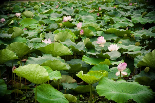 Lotus bloom in summer — Stock Photo, Image