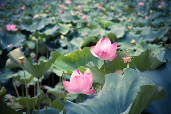 Lotus blomma i sommar — Stockfoto