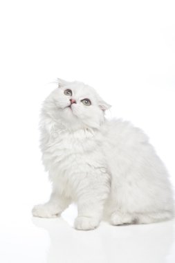 Beyaz arka plandaki kedi