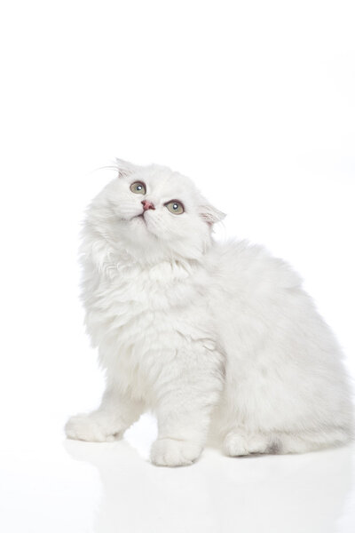 Cat on a white background