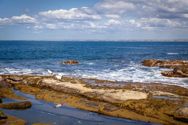 Sunshine coast queensland kıyılarının — Stok fotoğraf