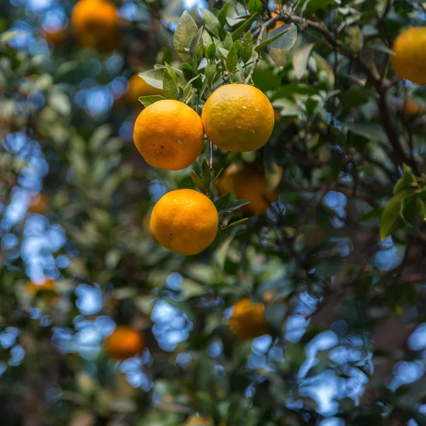 Ώριμη πορτοκαλεώνα. — Φωτογραφία Αρχείου