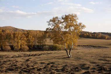 Altın huş ağacı orman sonbahar, mavi gökyüzü altında