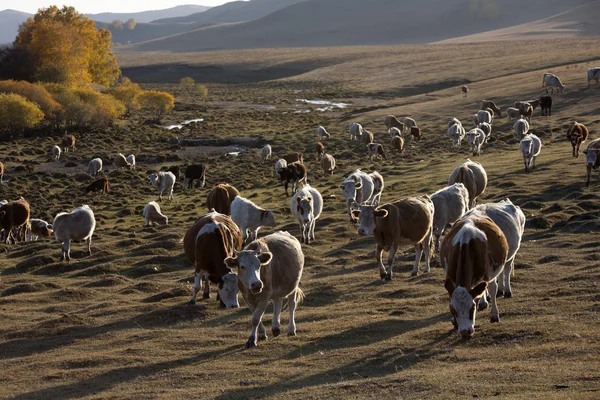 Rinder auf Gras — Stockfoto