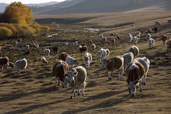 Cattle on grass — Stock Photo, Image