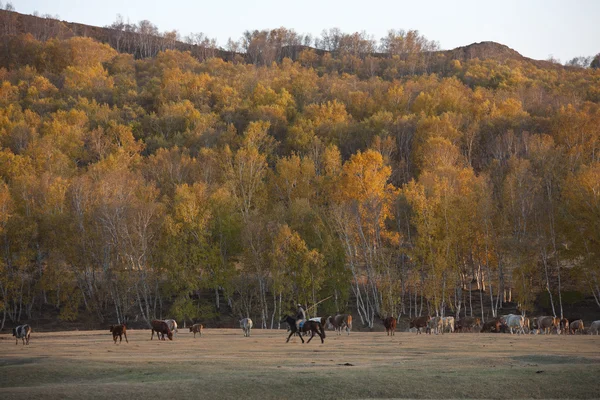 Autumn grass pastures — Stock Photo, Image