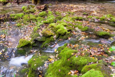 Bataklık moss