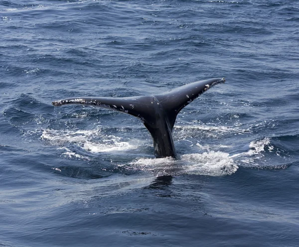 Whale Tail — Stockfoto