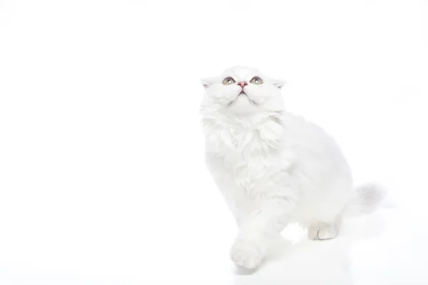 白地の猫 — ストック写真