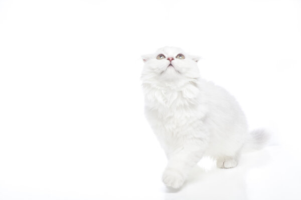 Cat on a white background