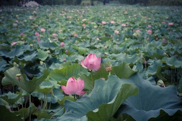 Lotus bloom in summer — Stock Photo, Image