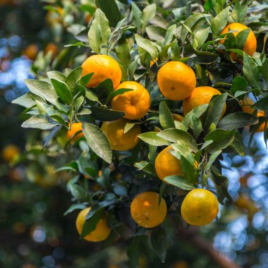 Olgun portakal bahçesi