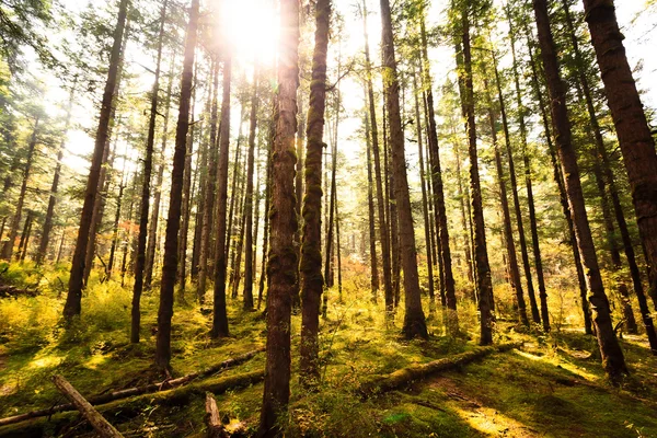 Forest trees — Stock Photo, Image