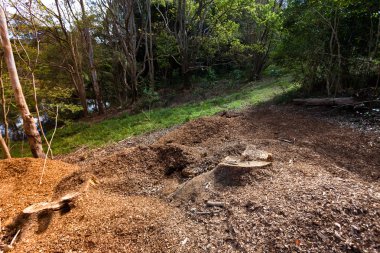 Kesilen ağaç ormanları vardır