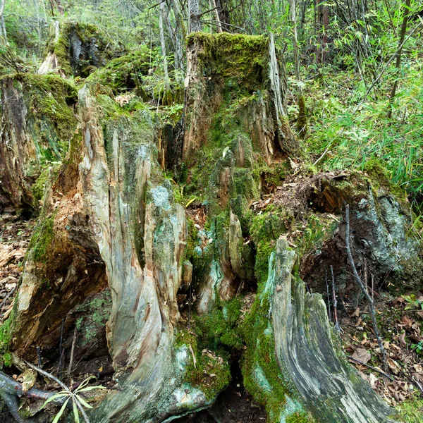Tropical forests, moss on tree roots — Stock Photo, Image