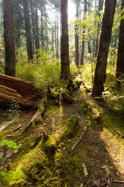 Drzewa leśne i mech — Zdjęcie stockowe