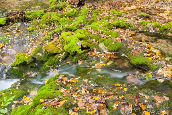 Swamp moss — Stock Photo, Image