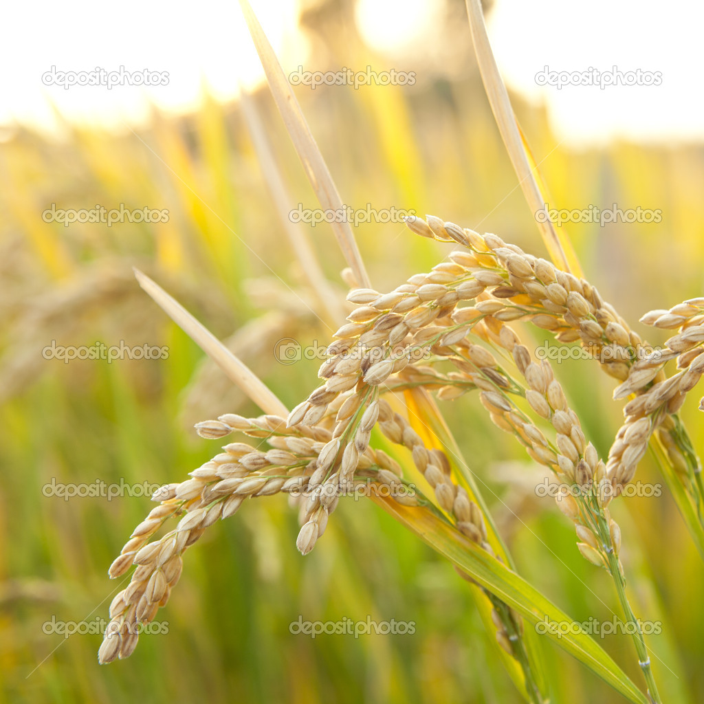 Mature rice