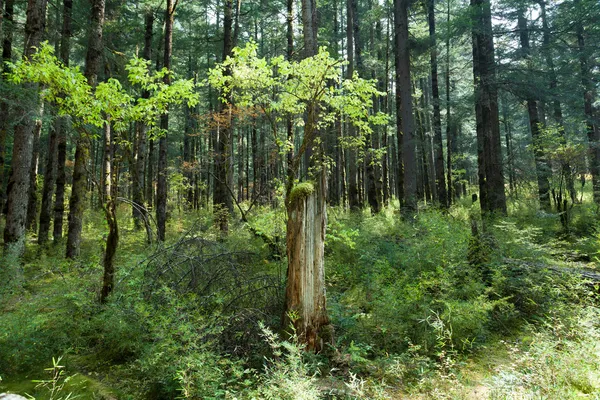 Forêts tropicales, mousse sur les racines des arbres — Photo