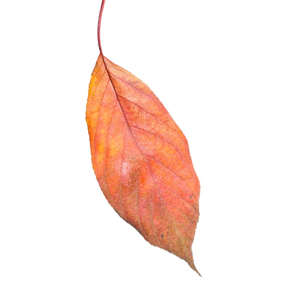 Leaves on a white background — Stock Photo, Image
