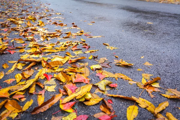 Javorový list na asfaltu — Stock fotografie
