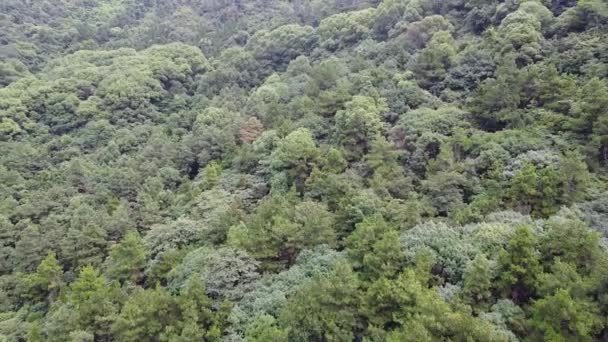 Aerial Video Outdoor Forest Park Summer Linzhi Tybet Chiny — Wideo stockowe