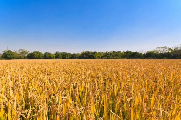 Volwassen rijst — Stockfoto