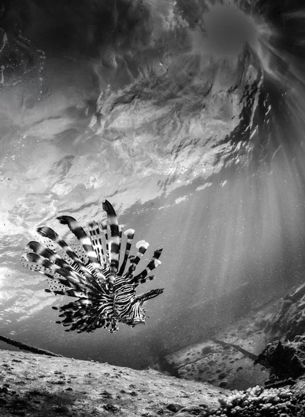 Underwater sea scape — Stock Photo, Image
