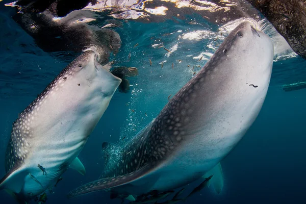 Tiburón ballena alimentándose, boca abierta — Foto de Stock