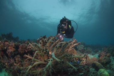 sağlıklı bir resif üzerinde dalgıç
