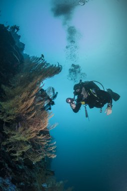 sağlıklı bir resif üzerinde dalgıç